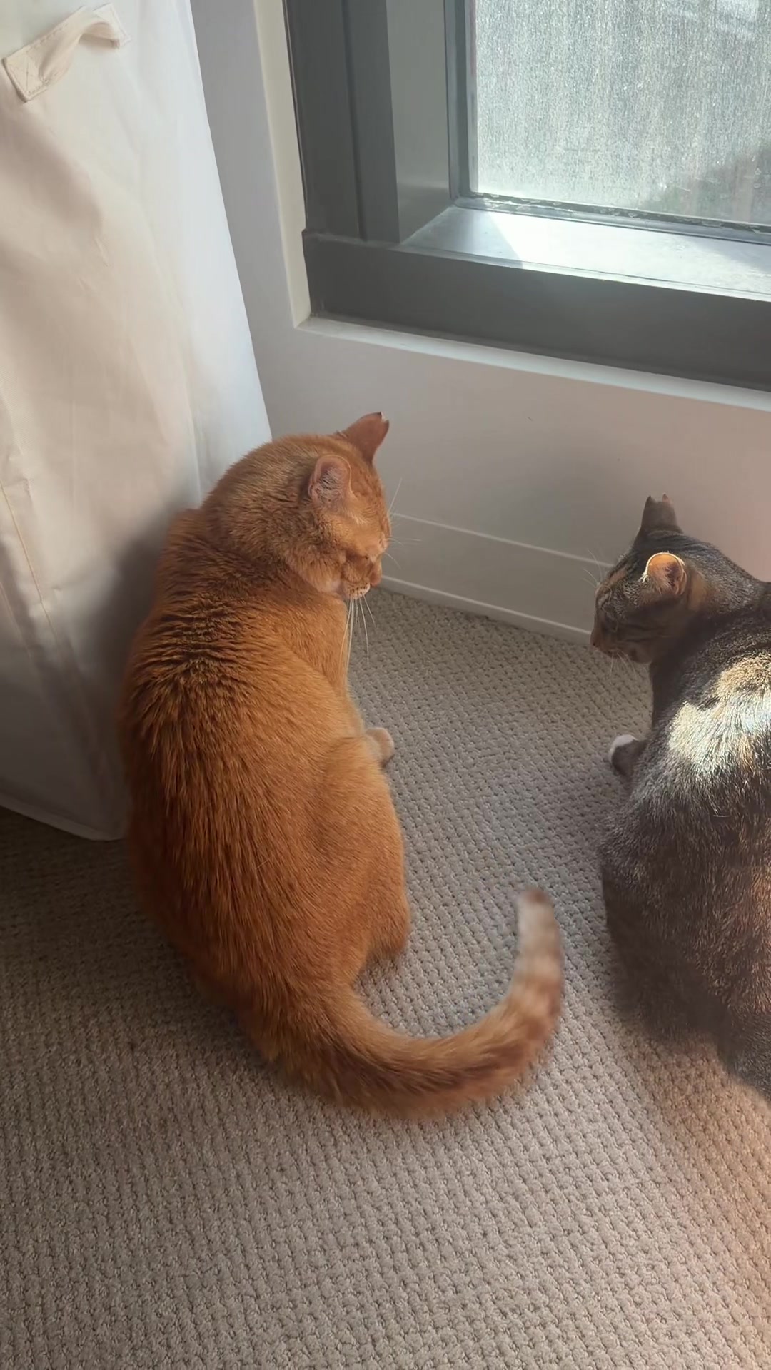 @OBtoebeans&Luna