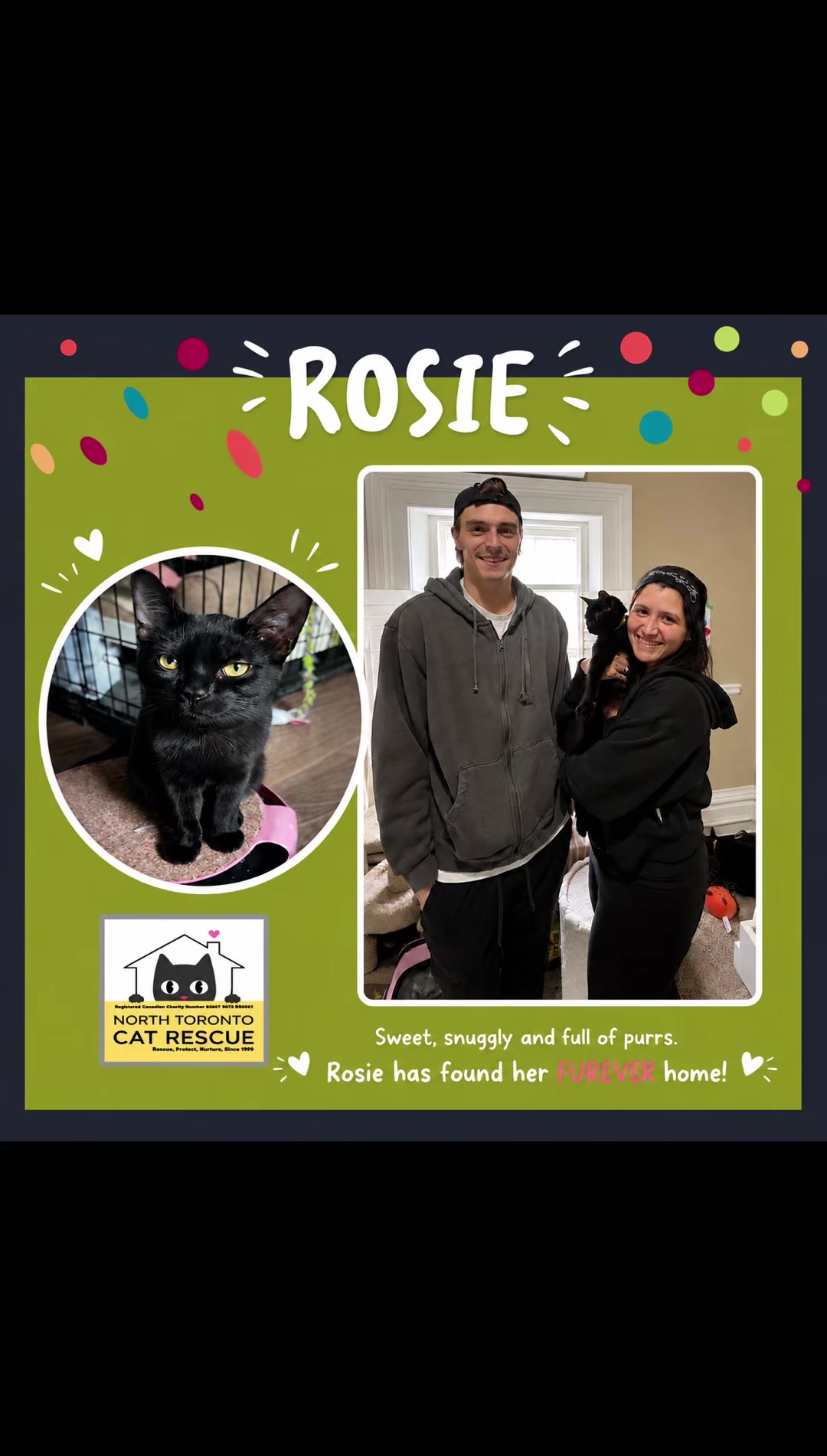@North Toronto Cat Rescue