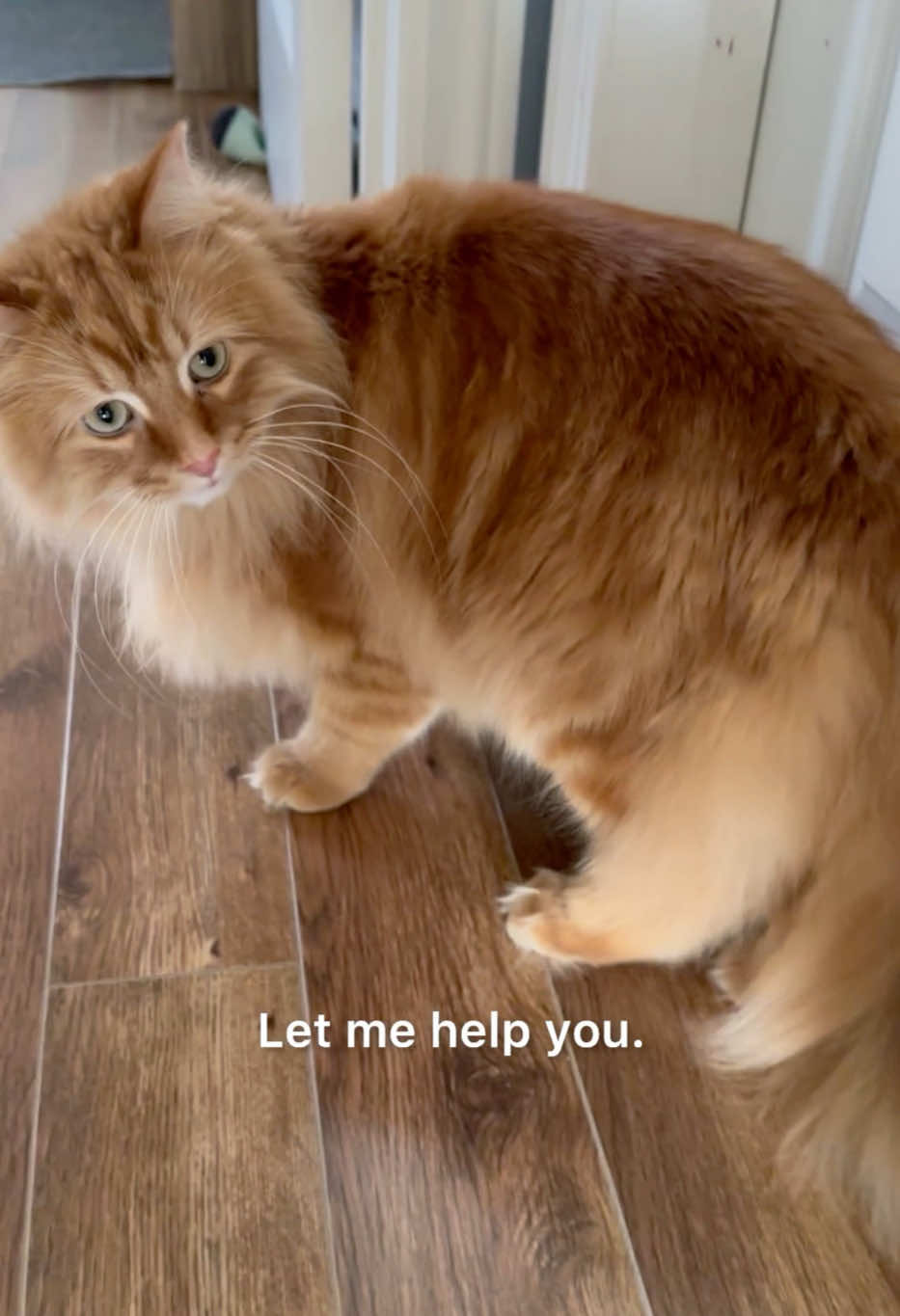 @The Oreo Cat