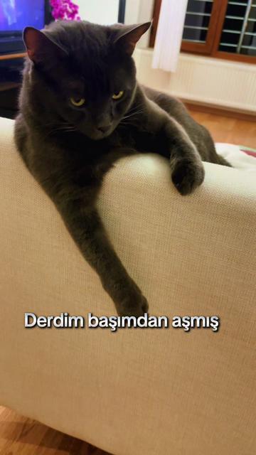 @Figen ރ