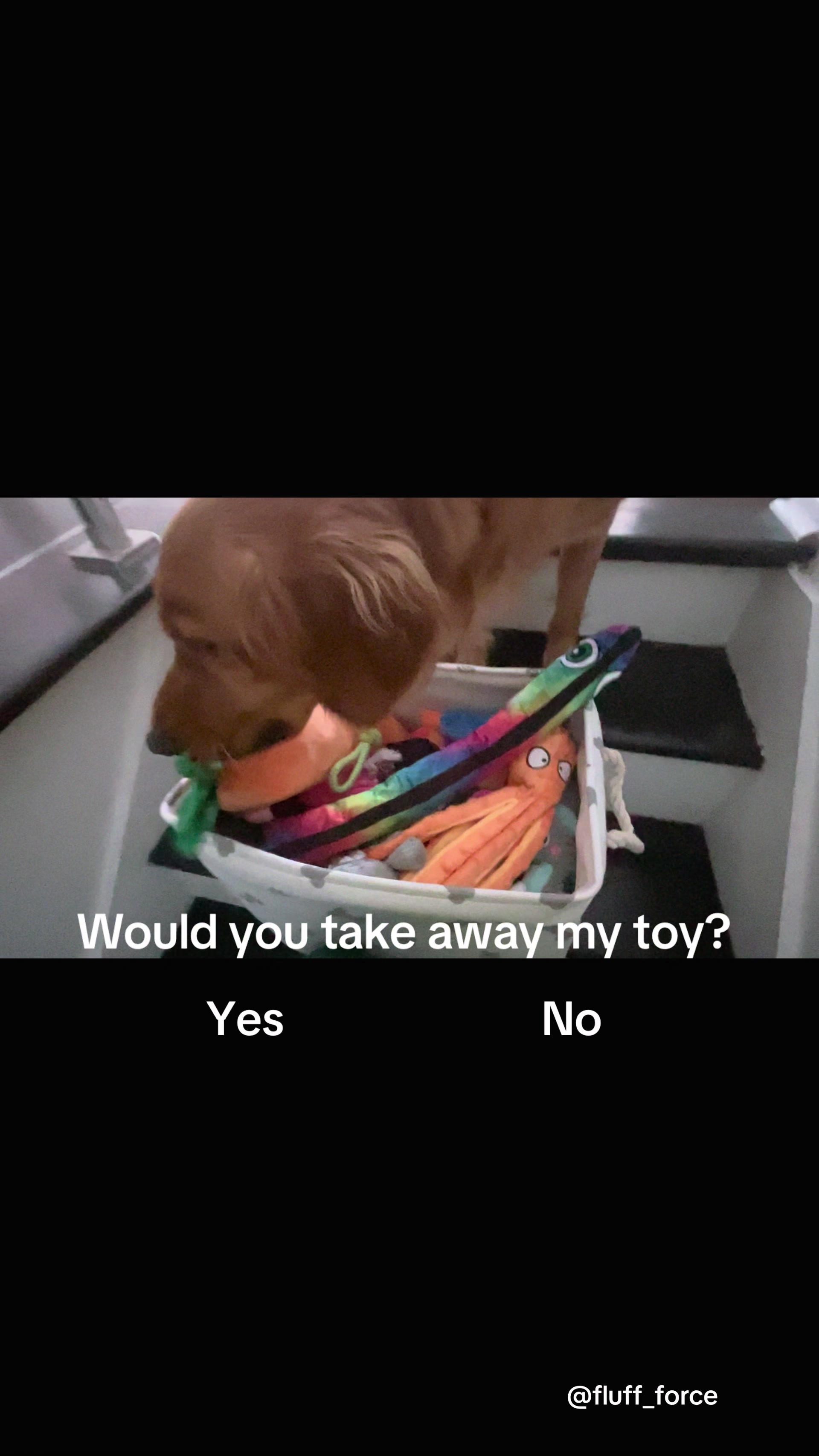 @Cooper the Golden Retriever 🦮