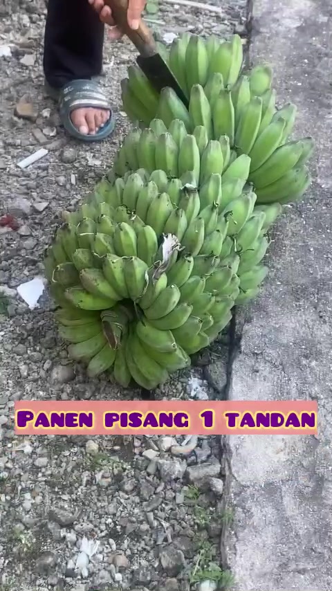 @celebes_girl