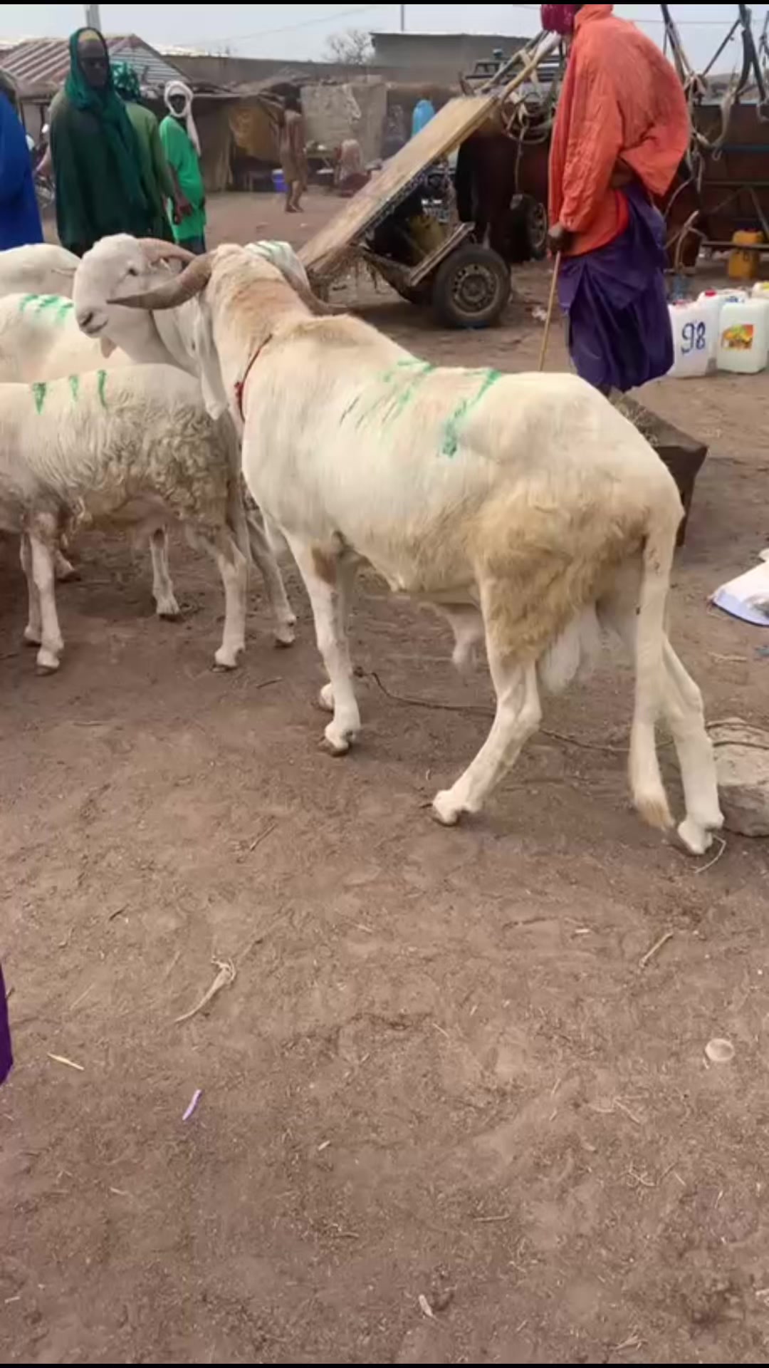 @Bergerie Soundiata Keita🐏🐑