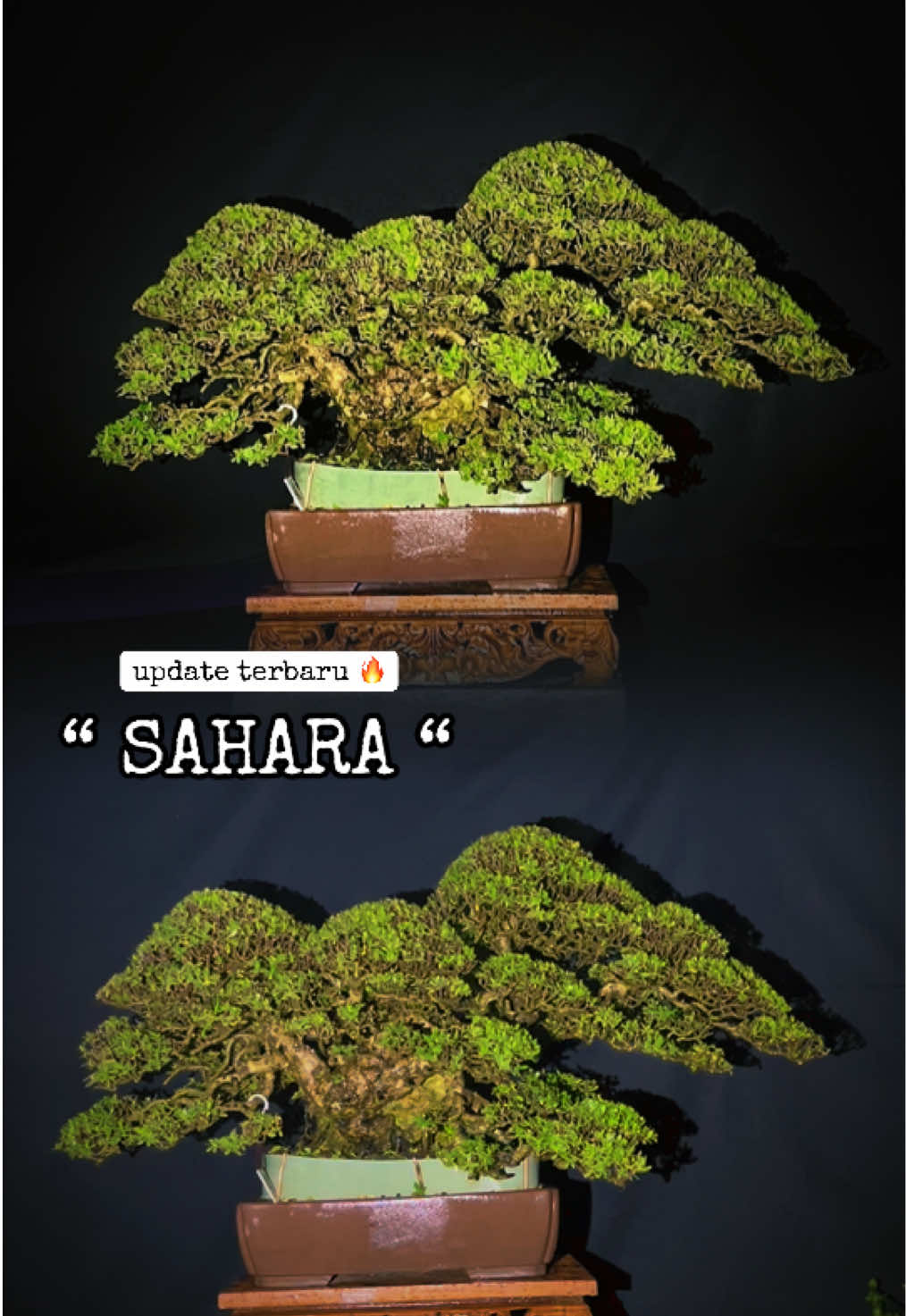 @warbonsai_purwodadi