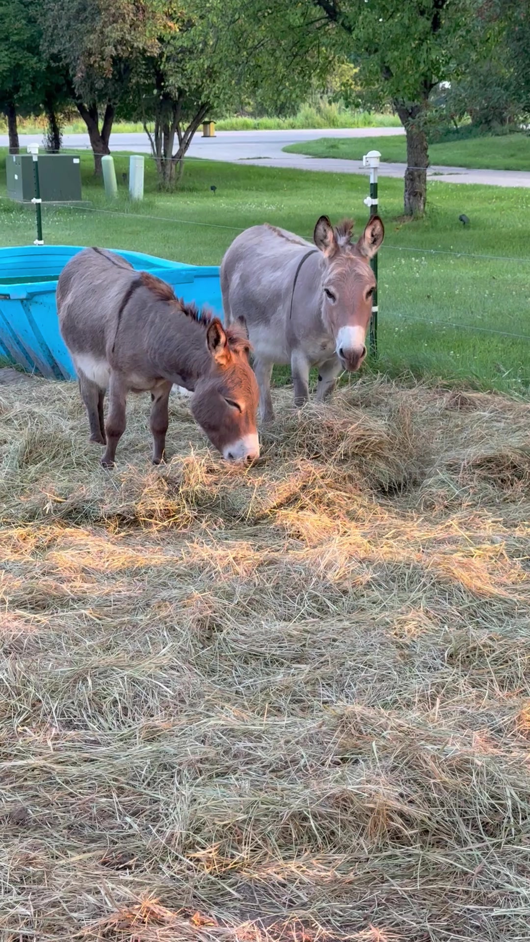 @Safe Place Pastures, Inc.