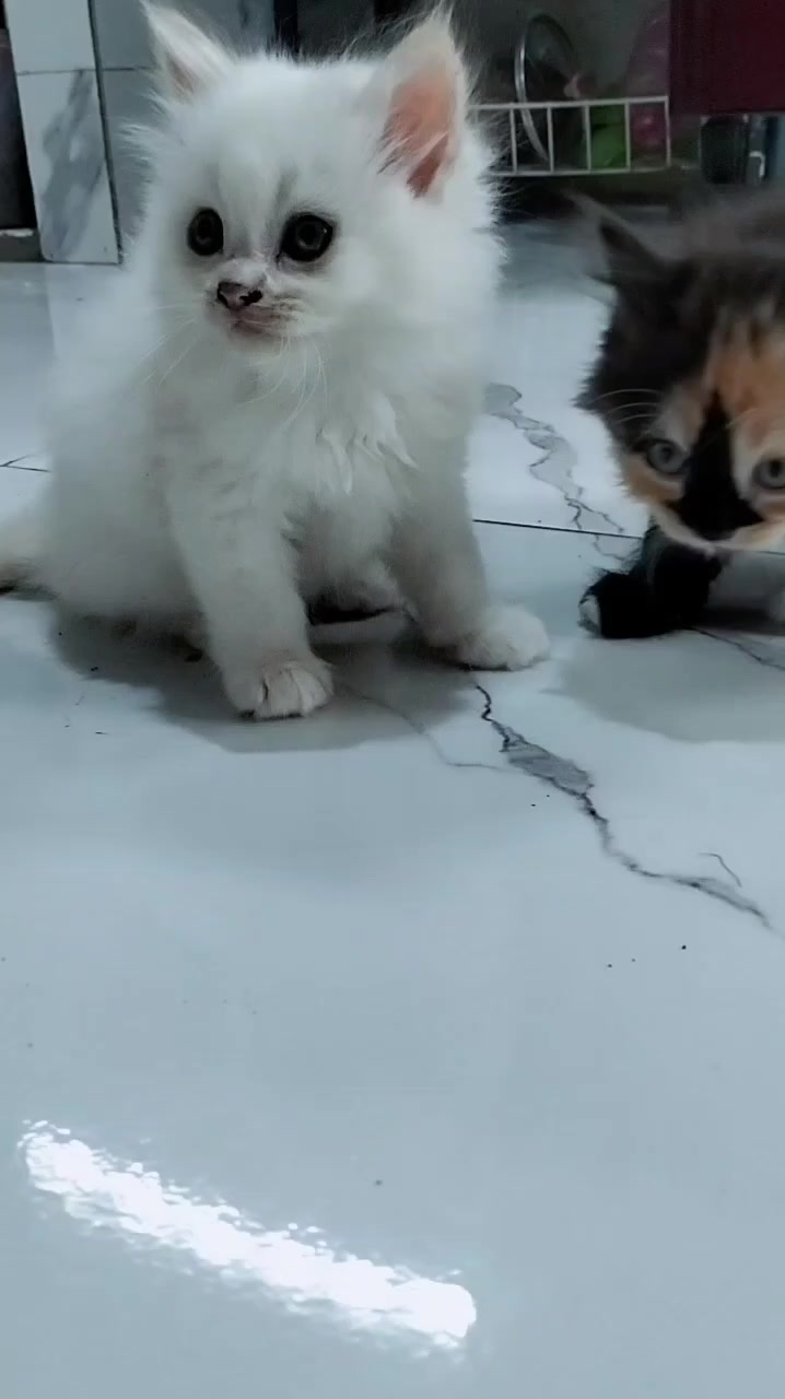 @Chiio Chiiwi Family😽🤍