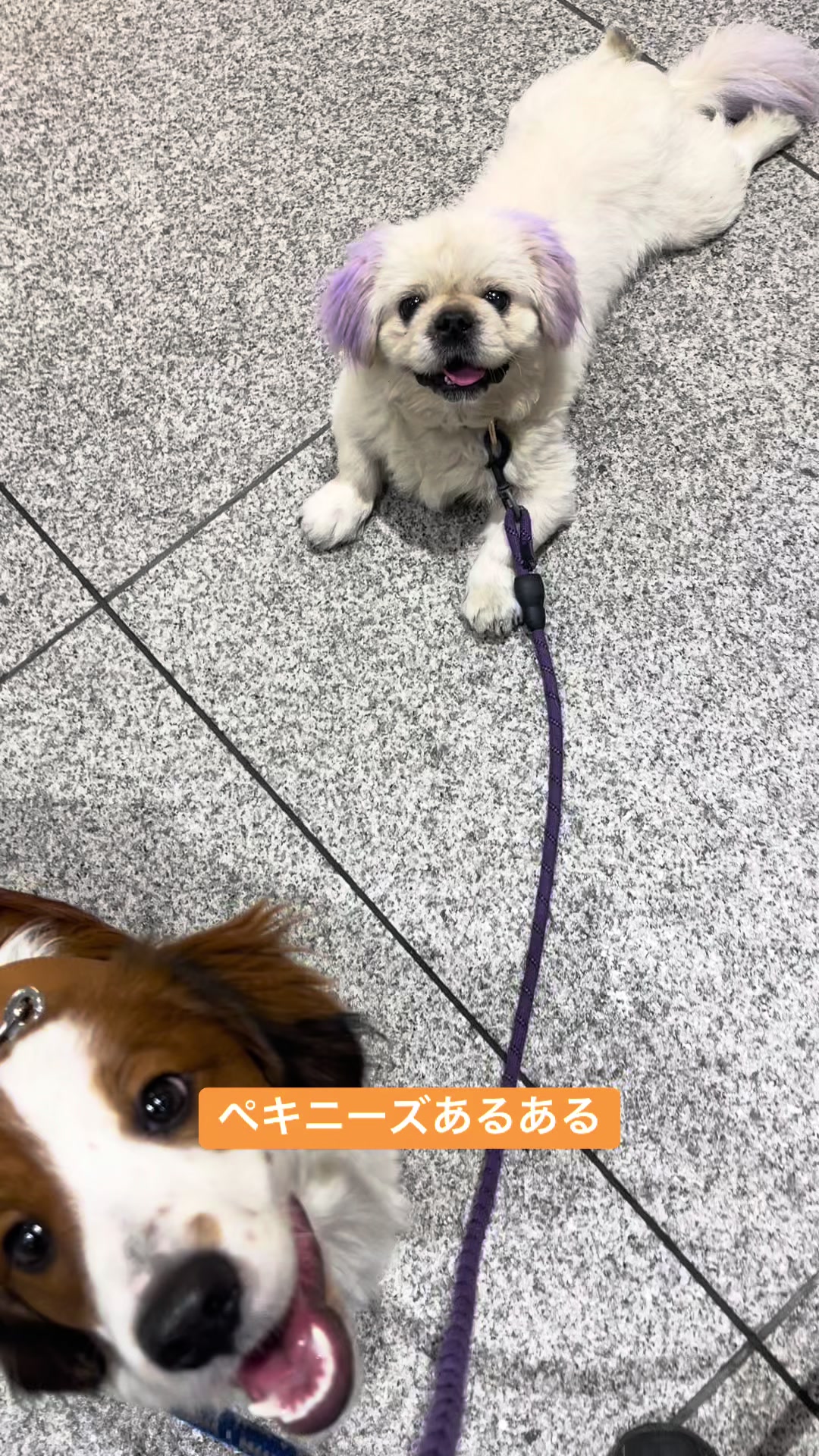 @大将