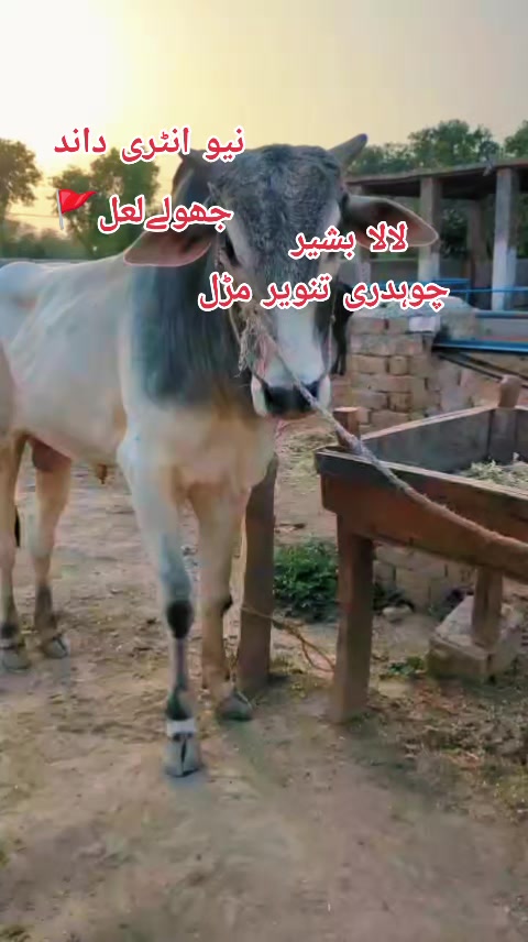 @چوہدری شاہد سلیم مڑل