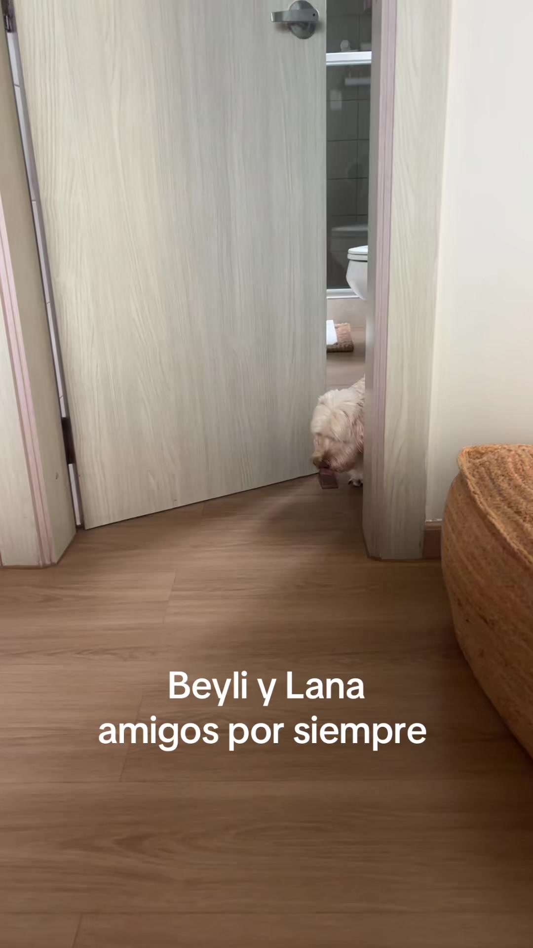 @Beyli