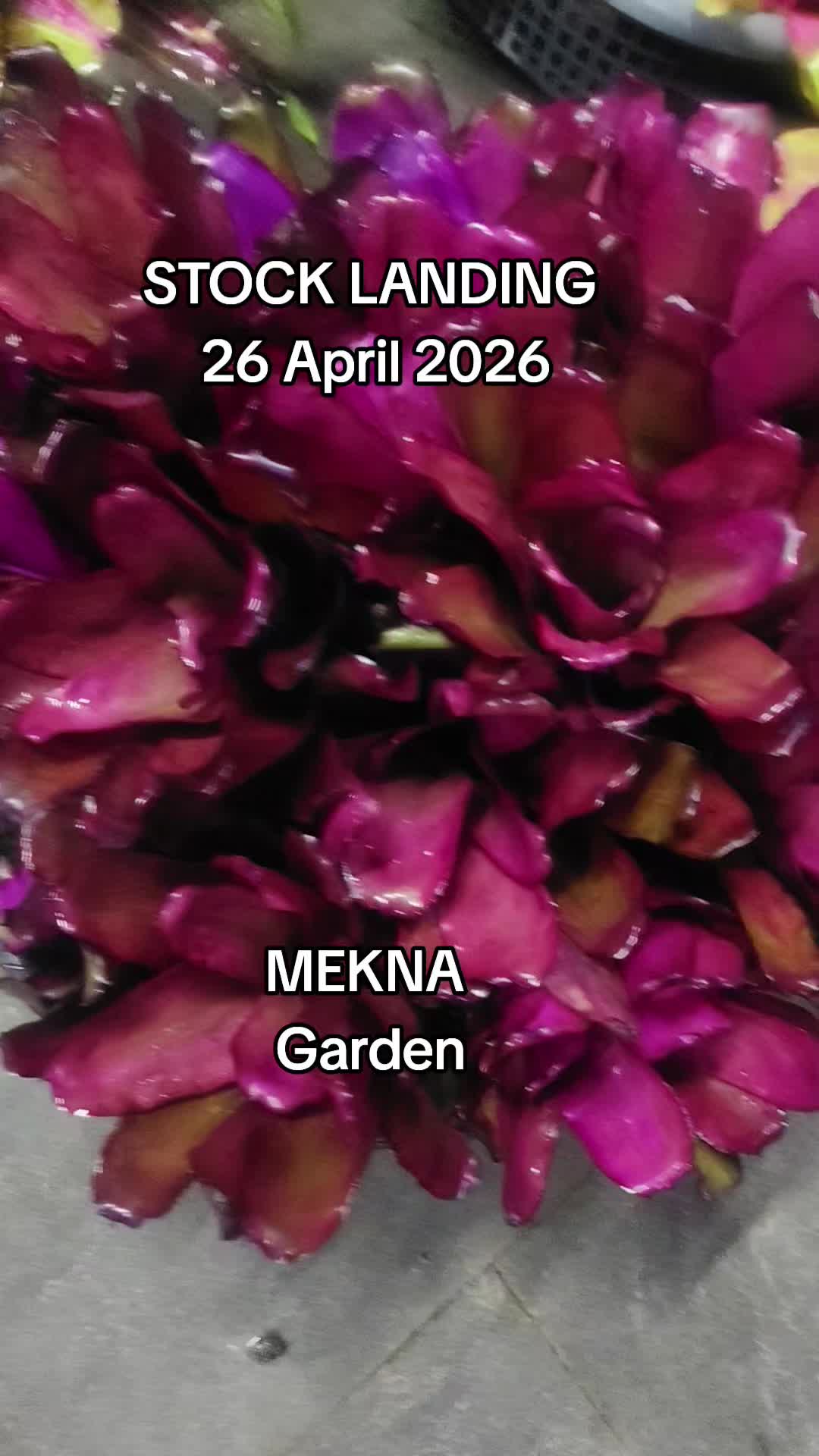 @MEKNA Garden