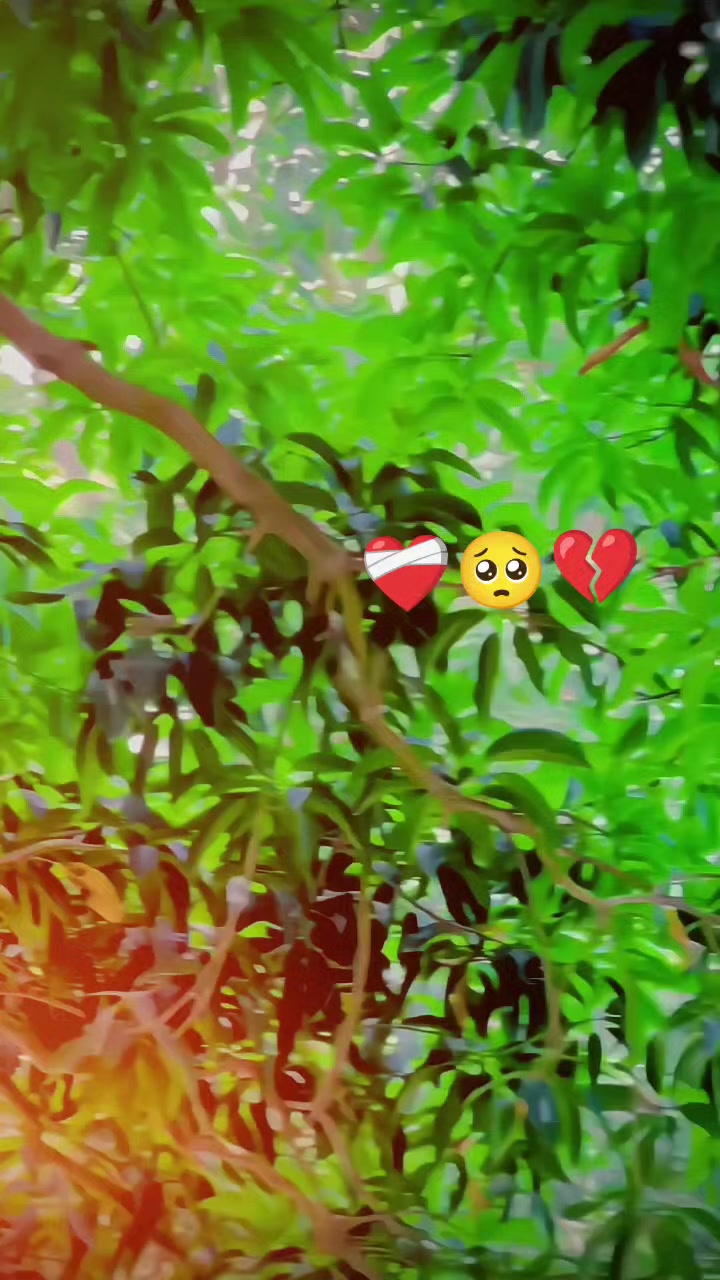 @🚩(ملک ثمر)🥀