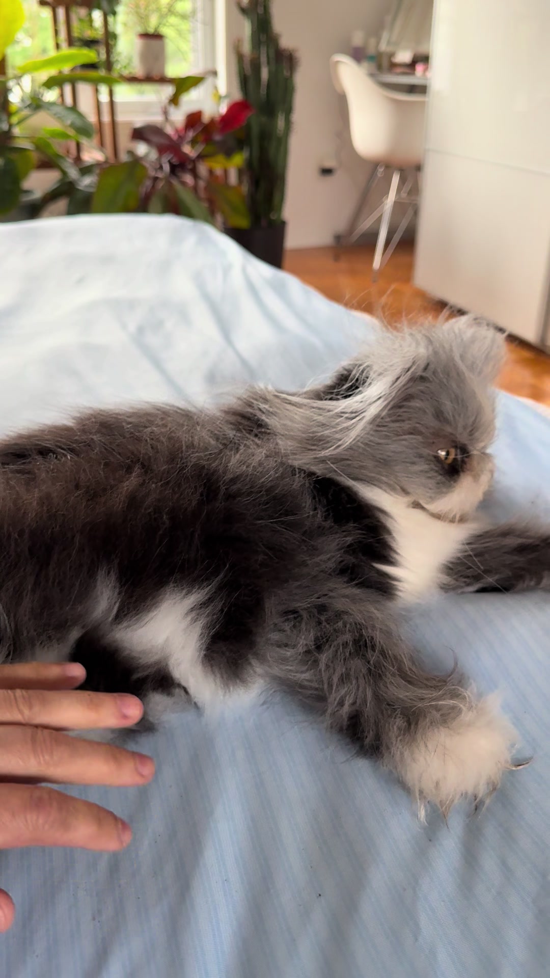 @atchoumthecat
