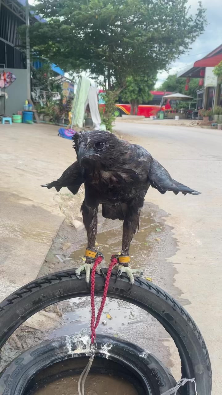 @បក្សីប្រមាញ់ក្រុងប៉ោយប៉ែត🦅❤️