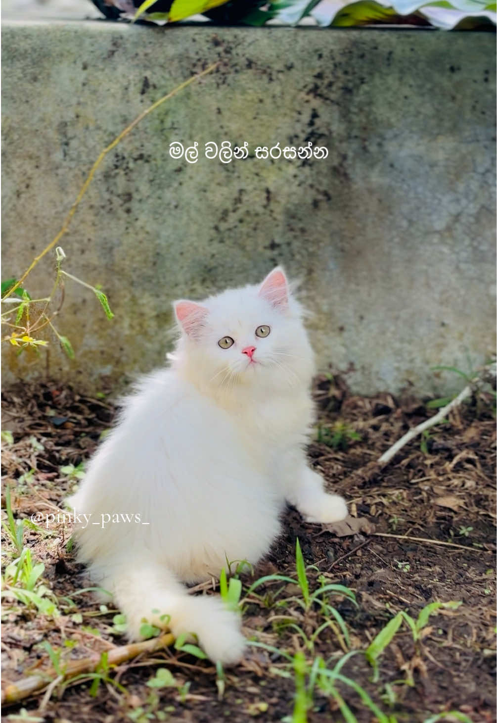 @Pinky Paws