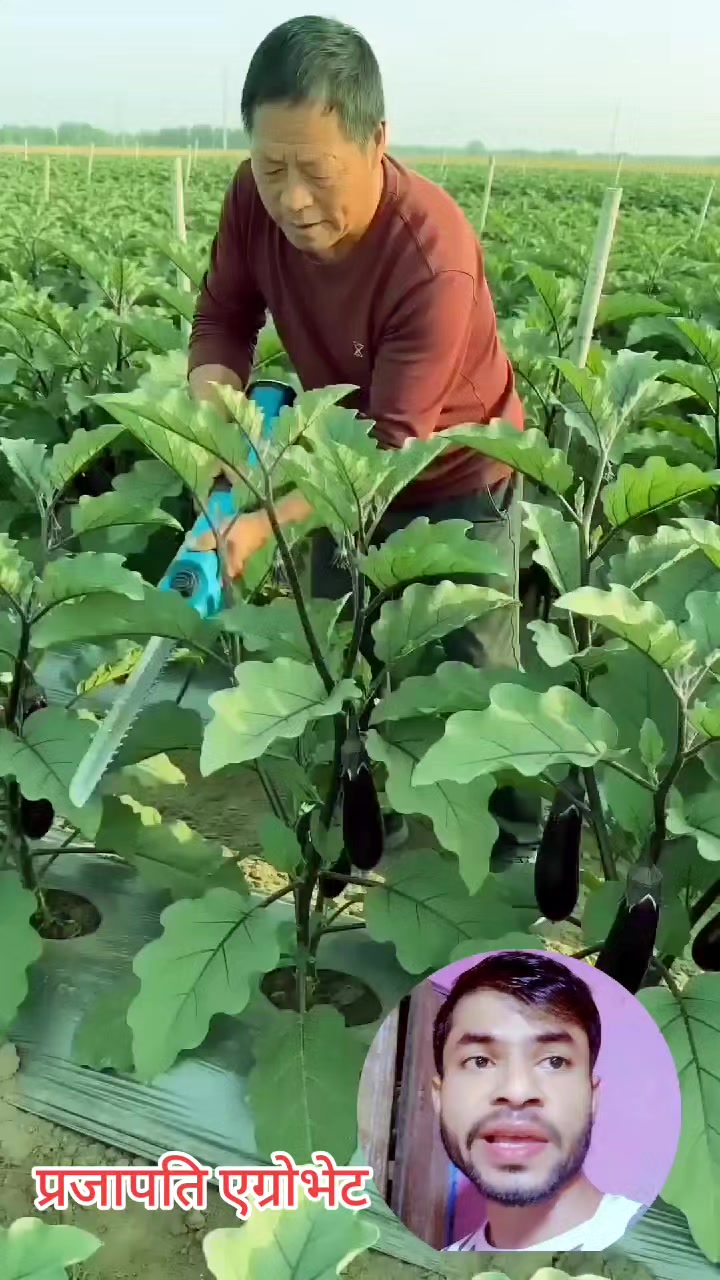 @Prajapati Agro Vet