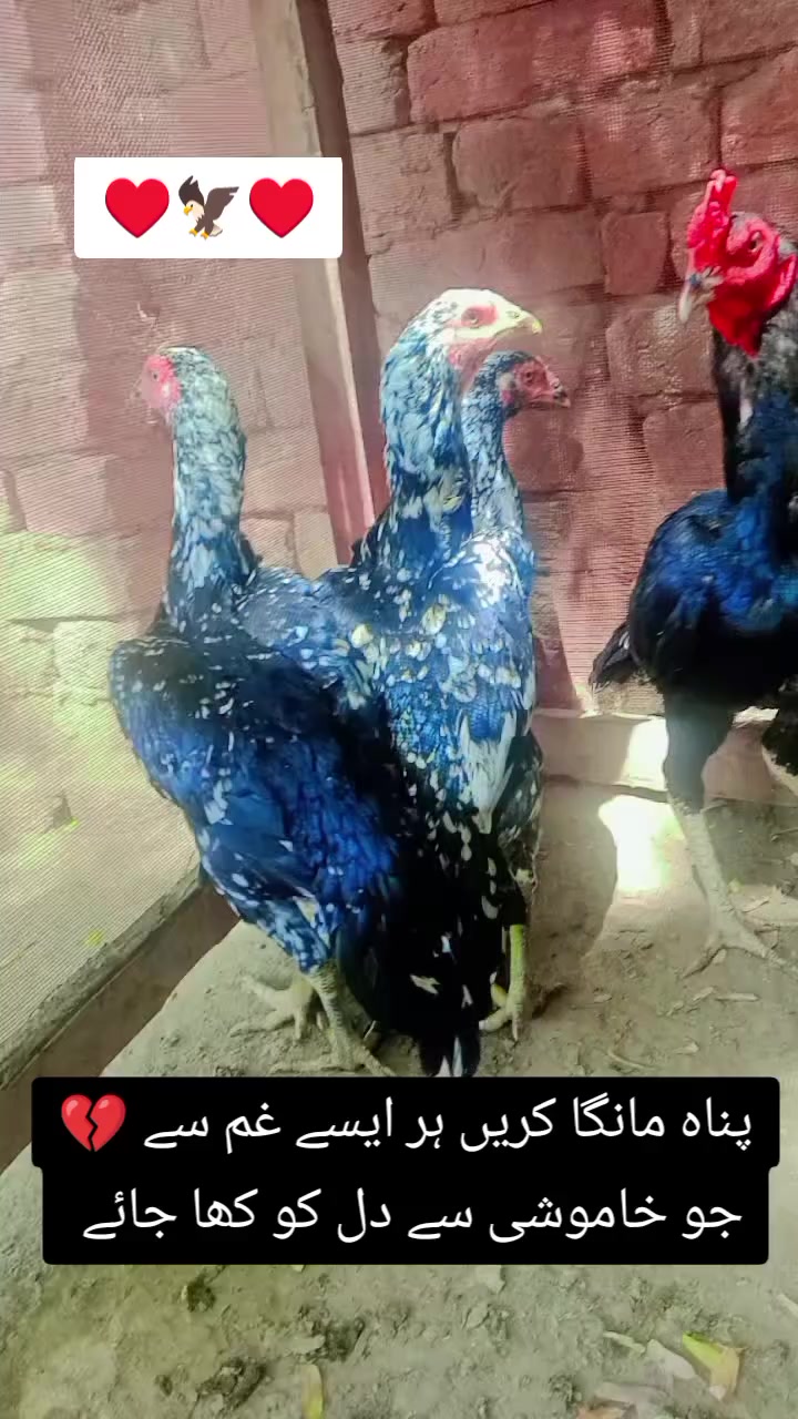 @kashifaseel2