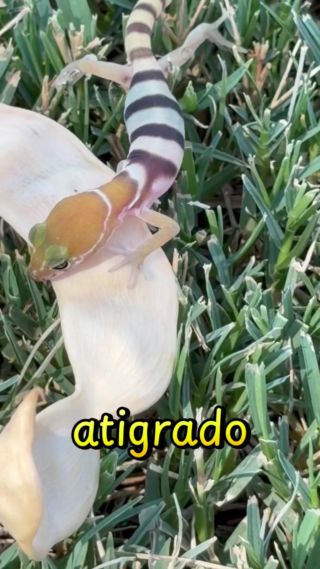 @Severiano VR