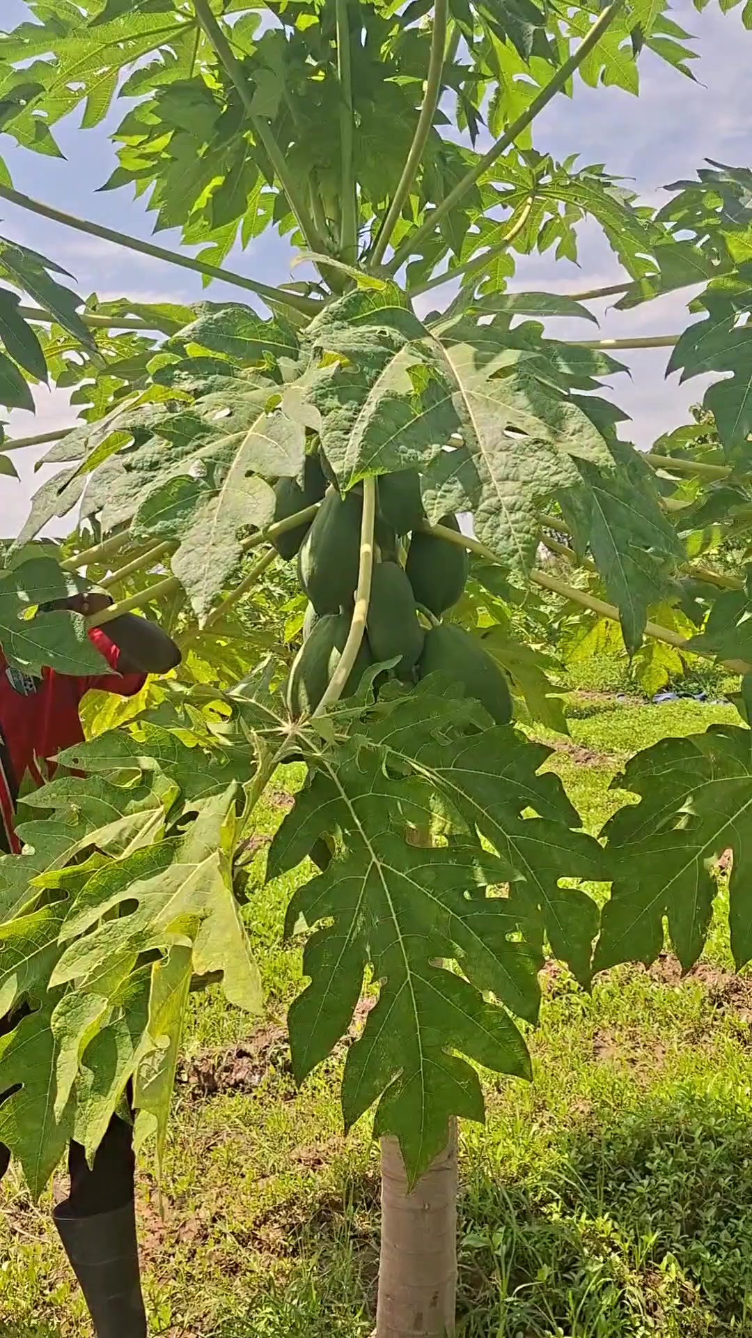 @Thiak Ayuen 🇸🇸