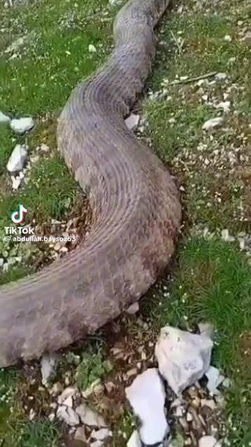 @SELÇUK