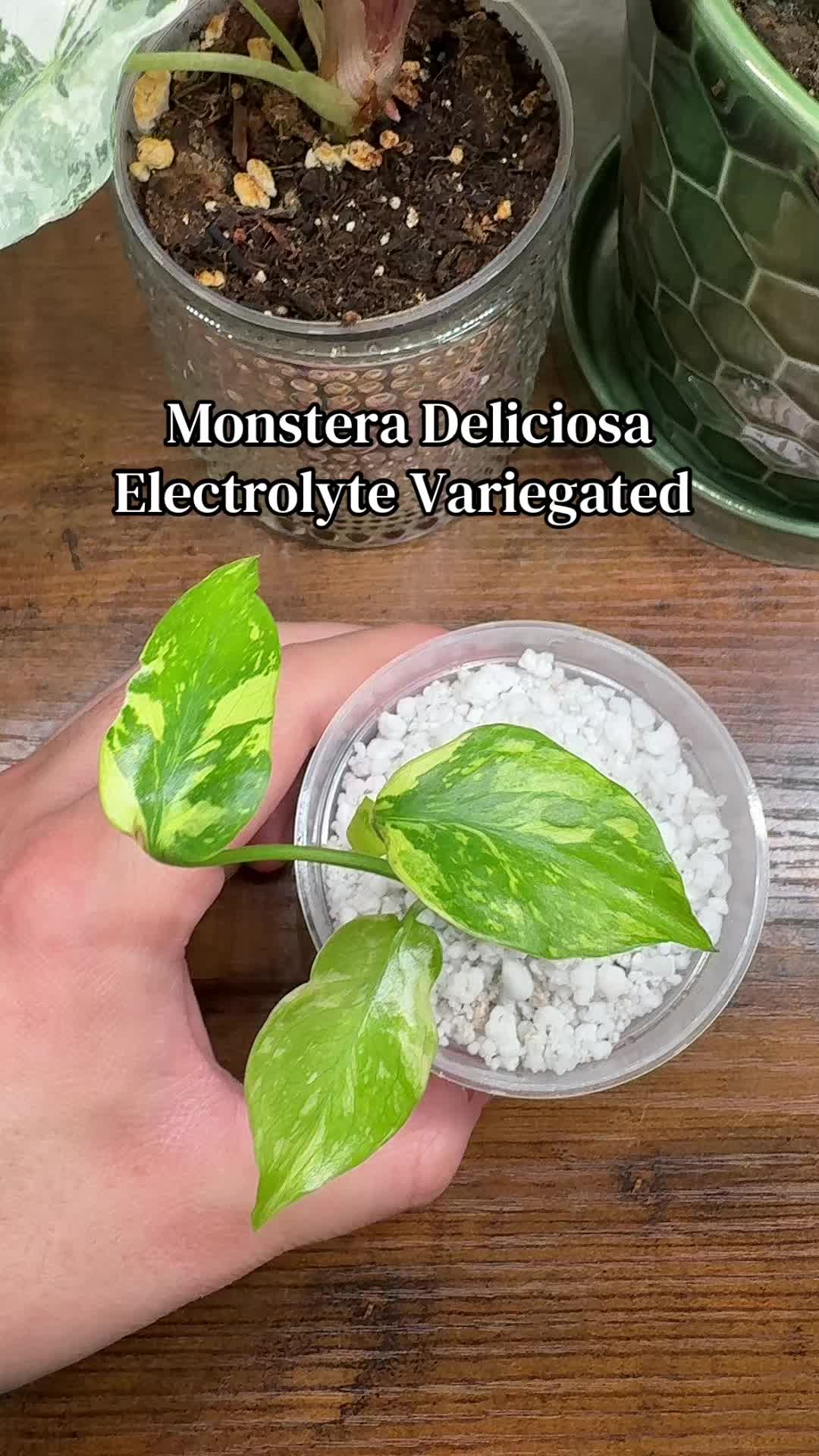 @Plant Girly Erin 🌱💚