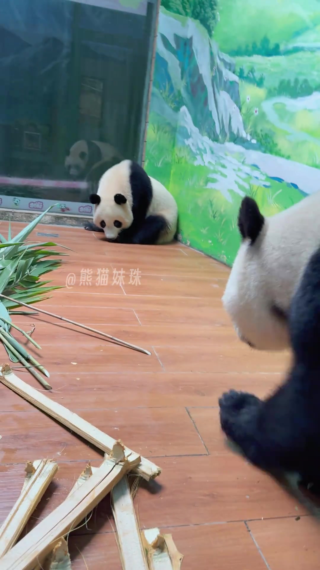 @熊猫妹珠🐼