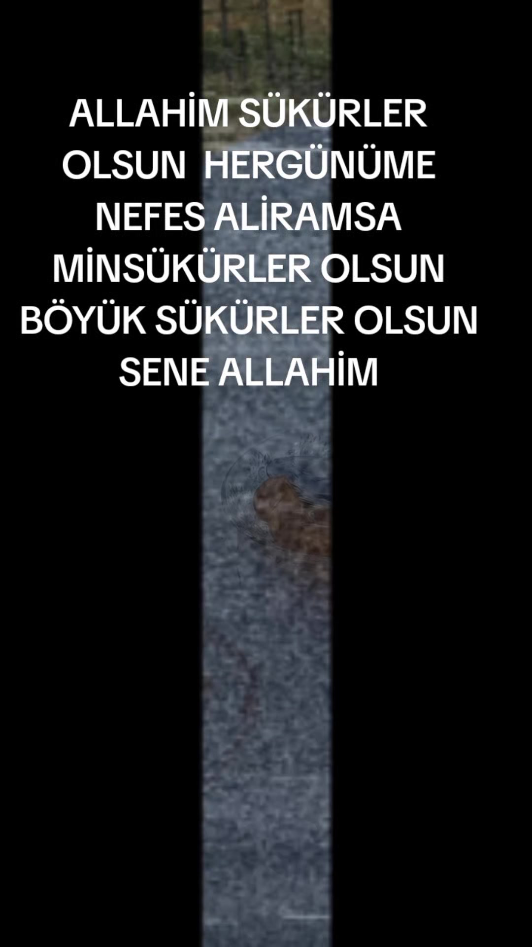 @TERANE NESİROVA