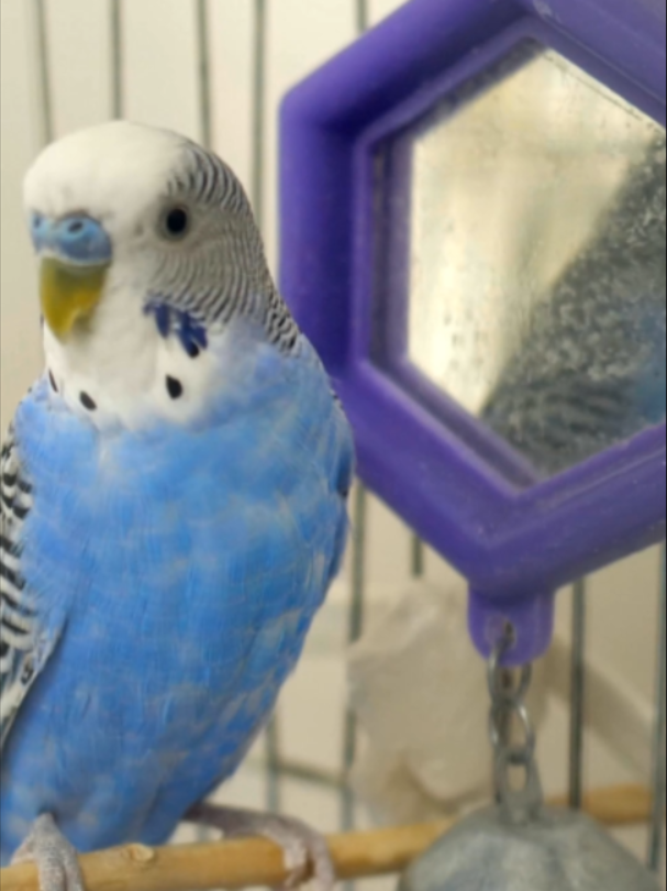 @Petody