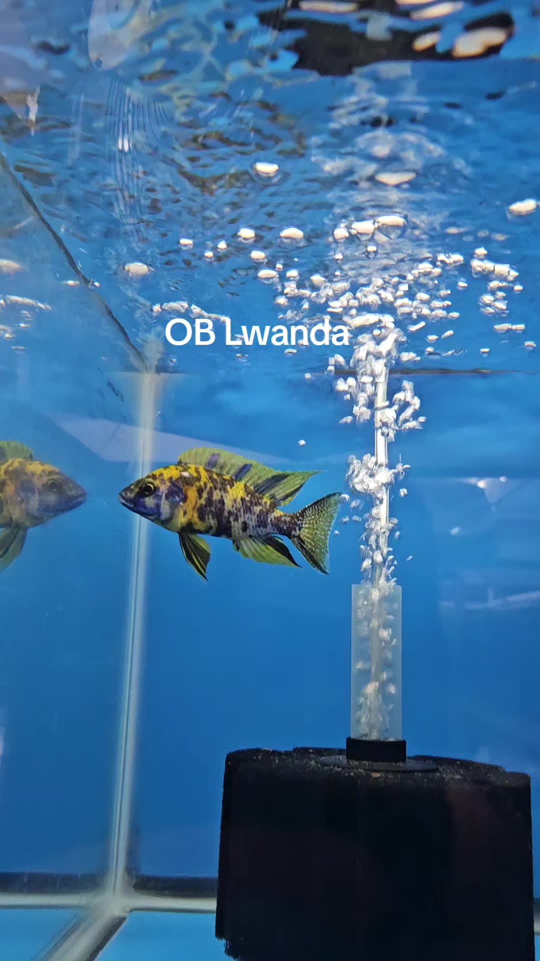 @EddieBcichlids