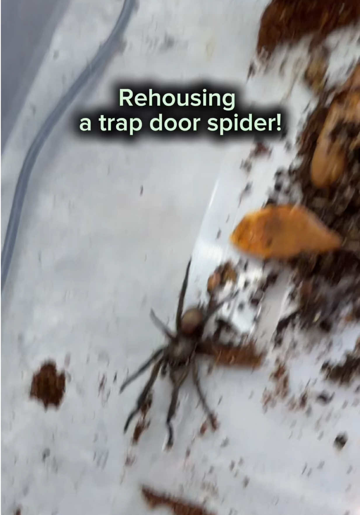 @Spider Conservatory