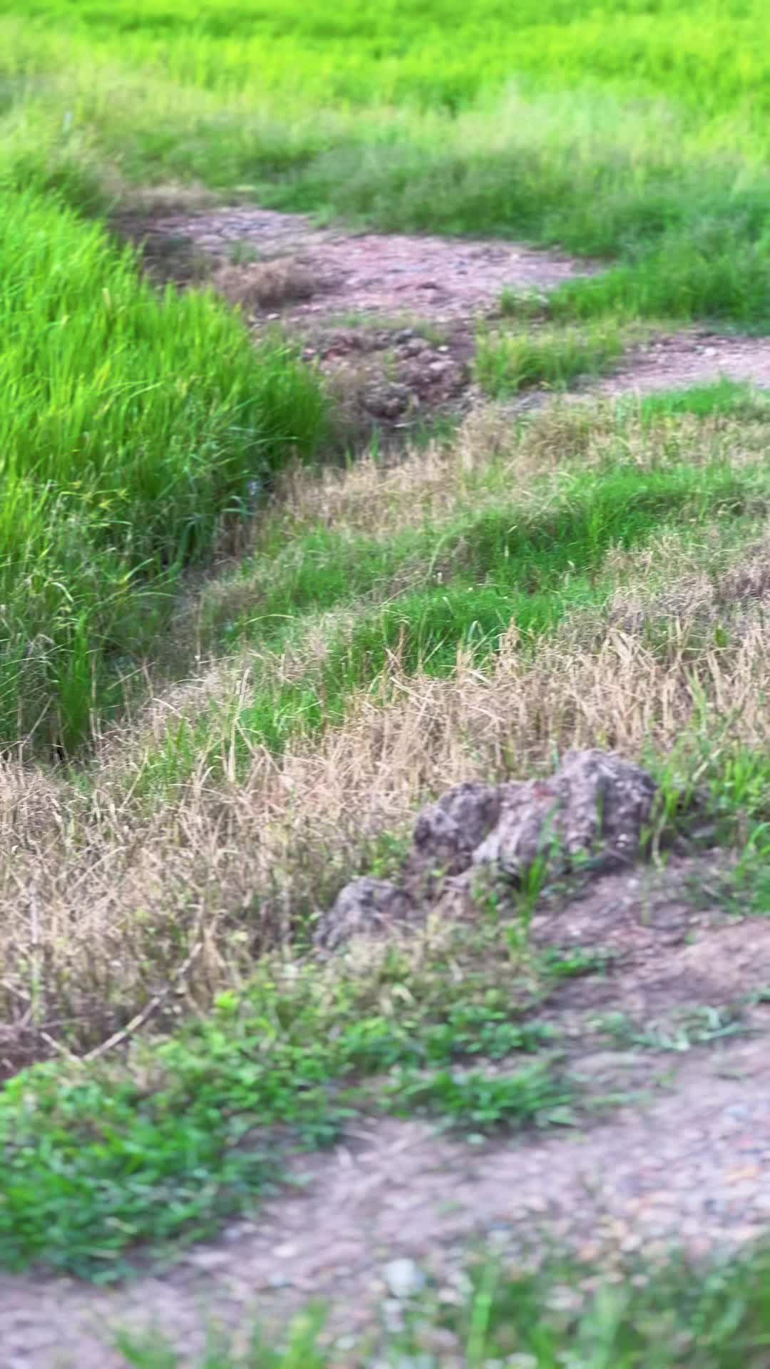 @Cucutokwan🏁