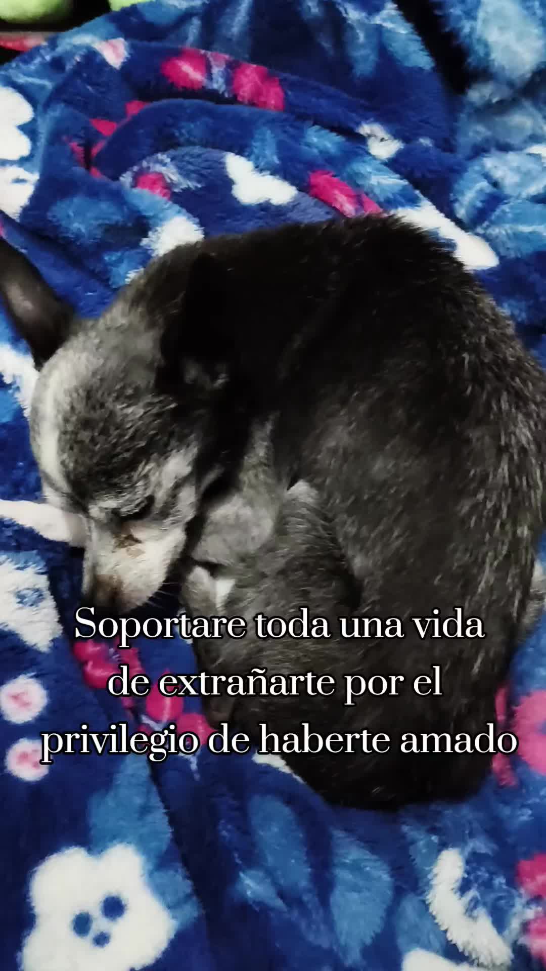 @Dashadakya