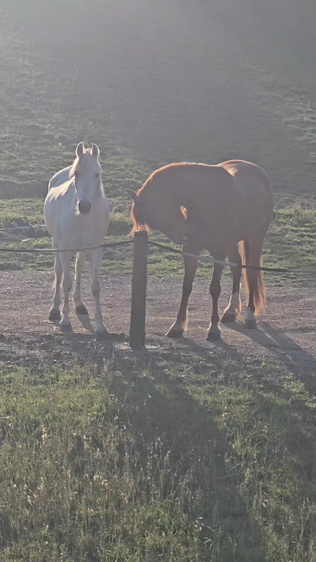@Horse Training Center Albania