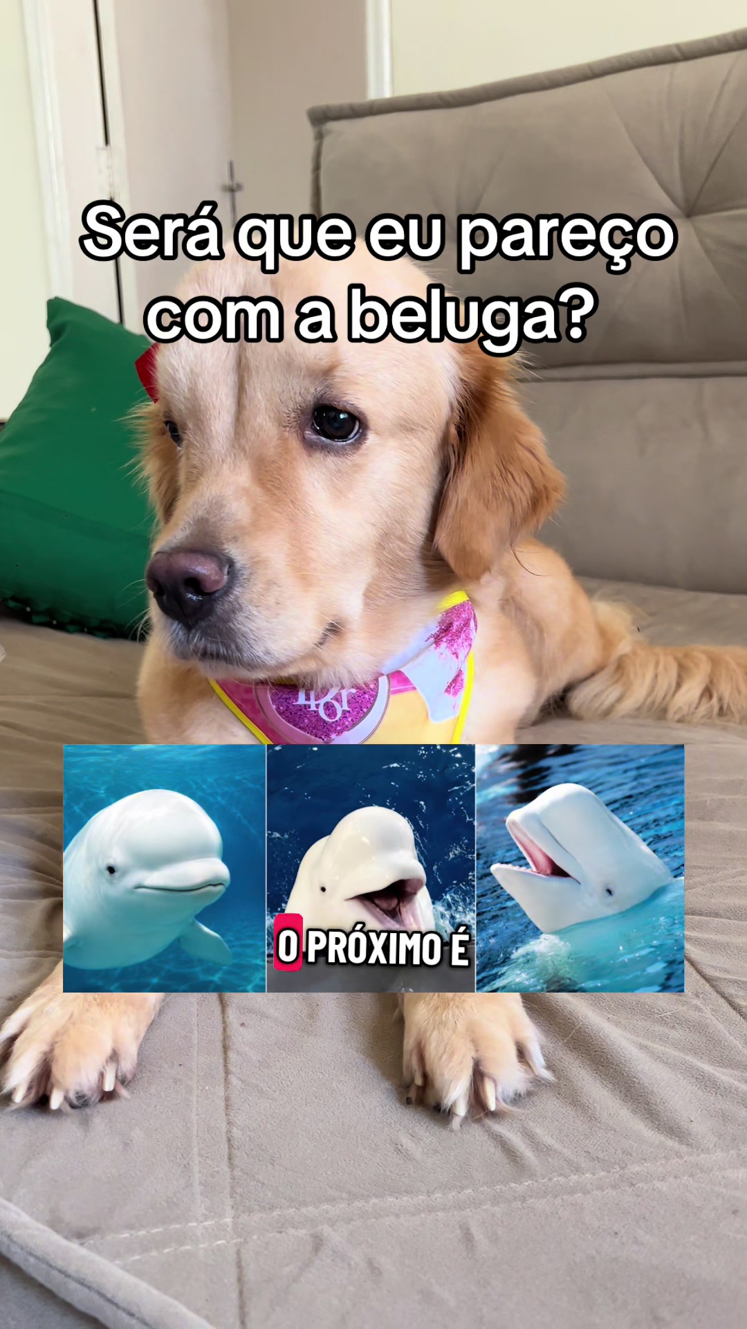 @Docinho, a golden especial.
