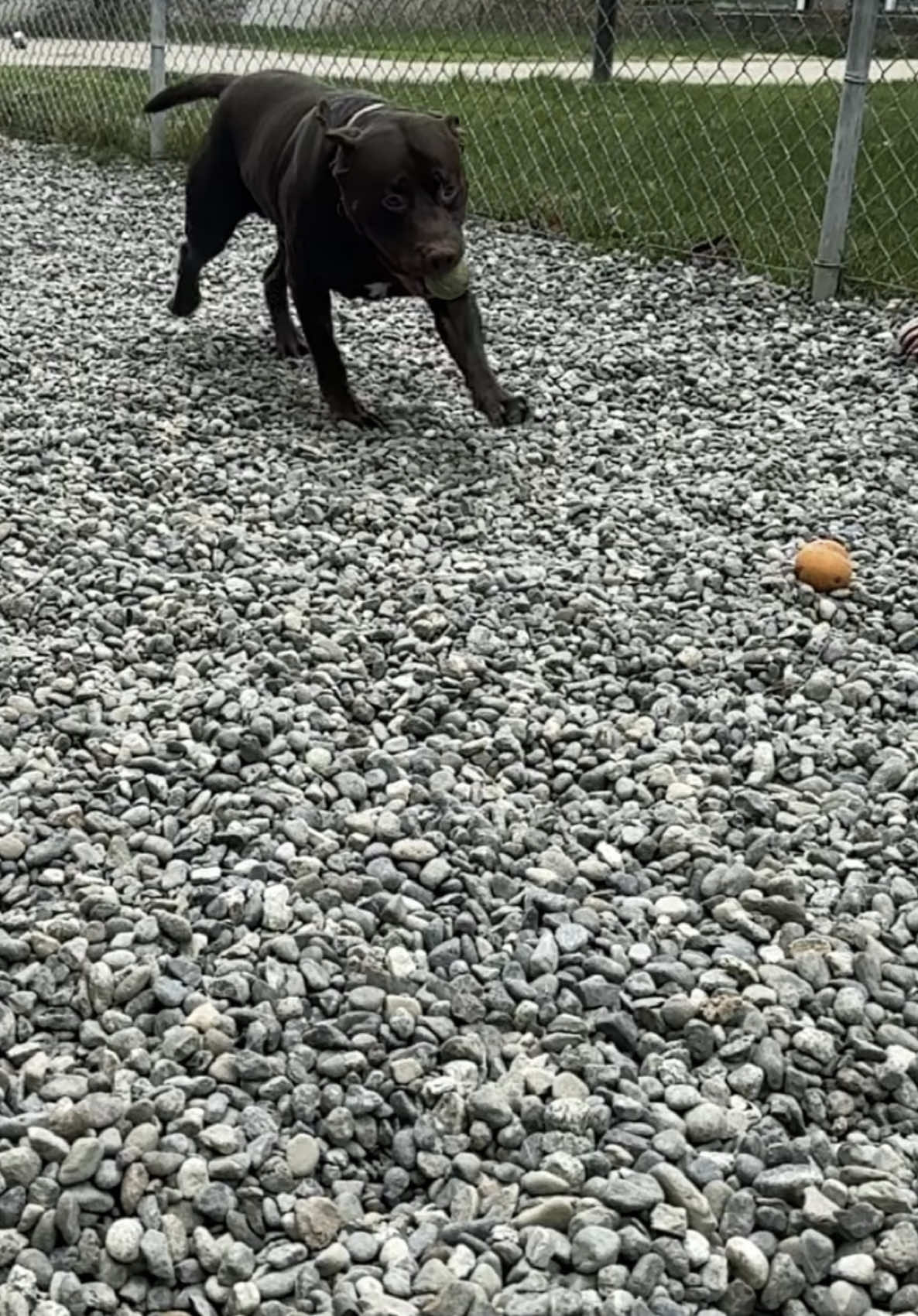 @Anchorage Animal Care Control