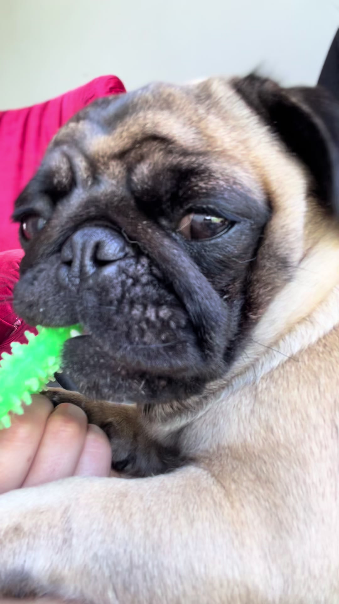@pugSofyHarry