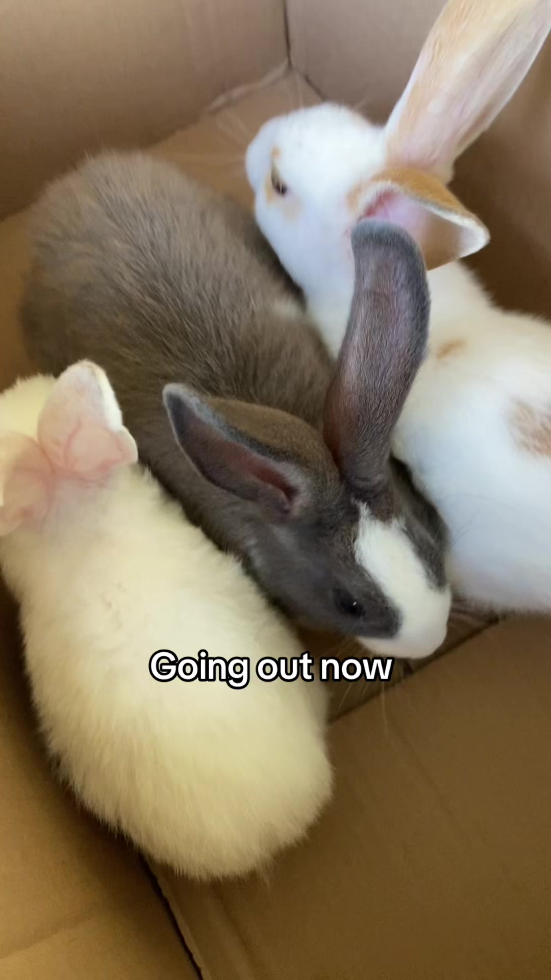 @HappyHoppersRabbitry