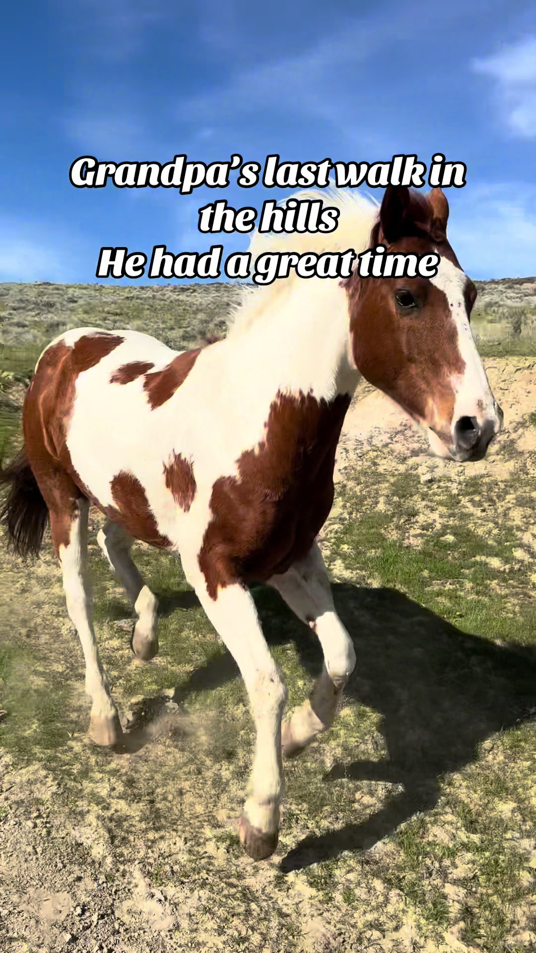 @Hot Sauce the Mini horse 🐎