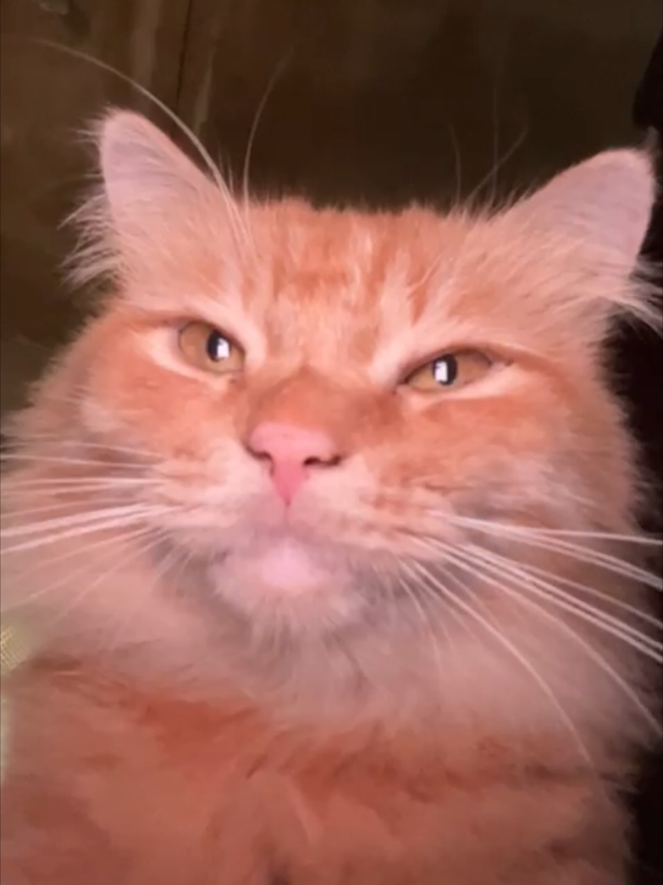 @😺 0chil 😺