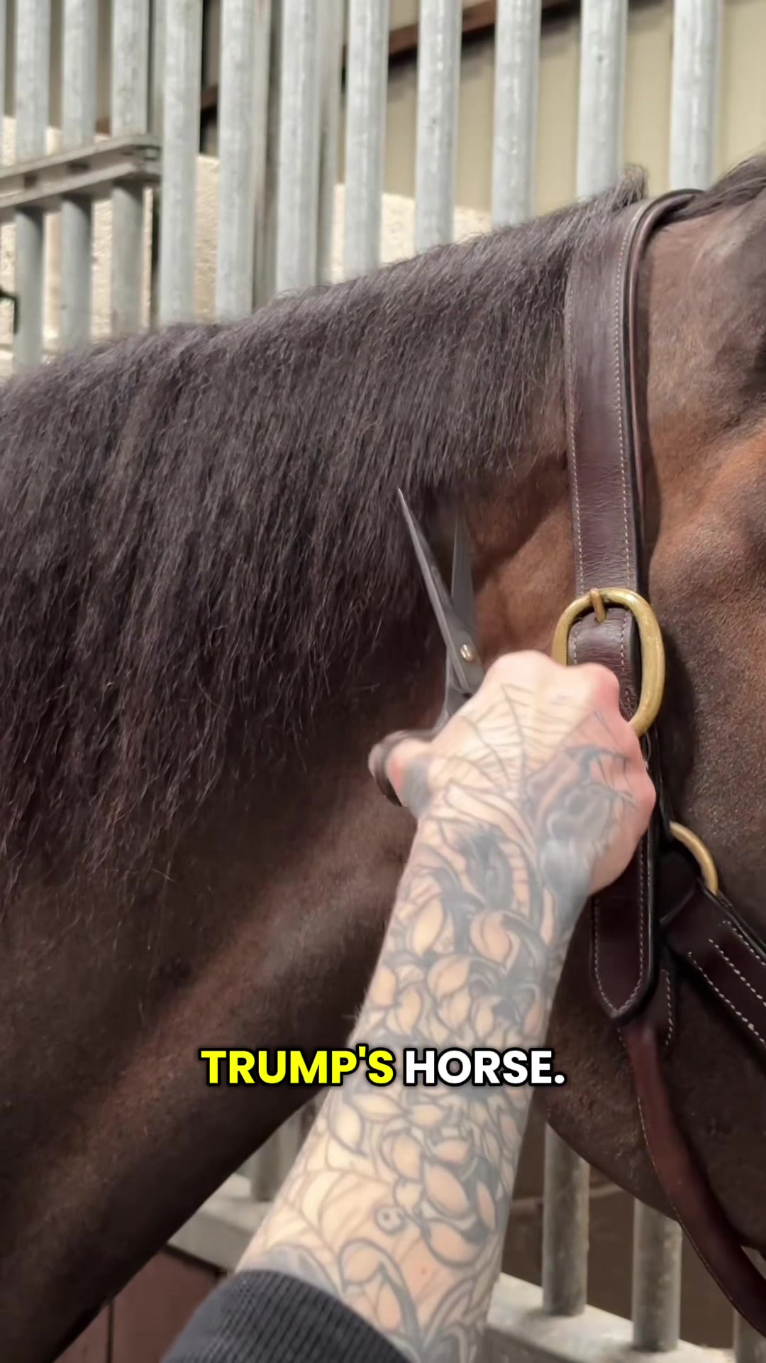 @HorseMaster