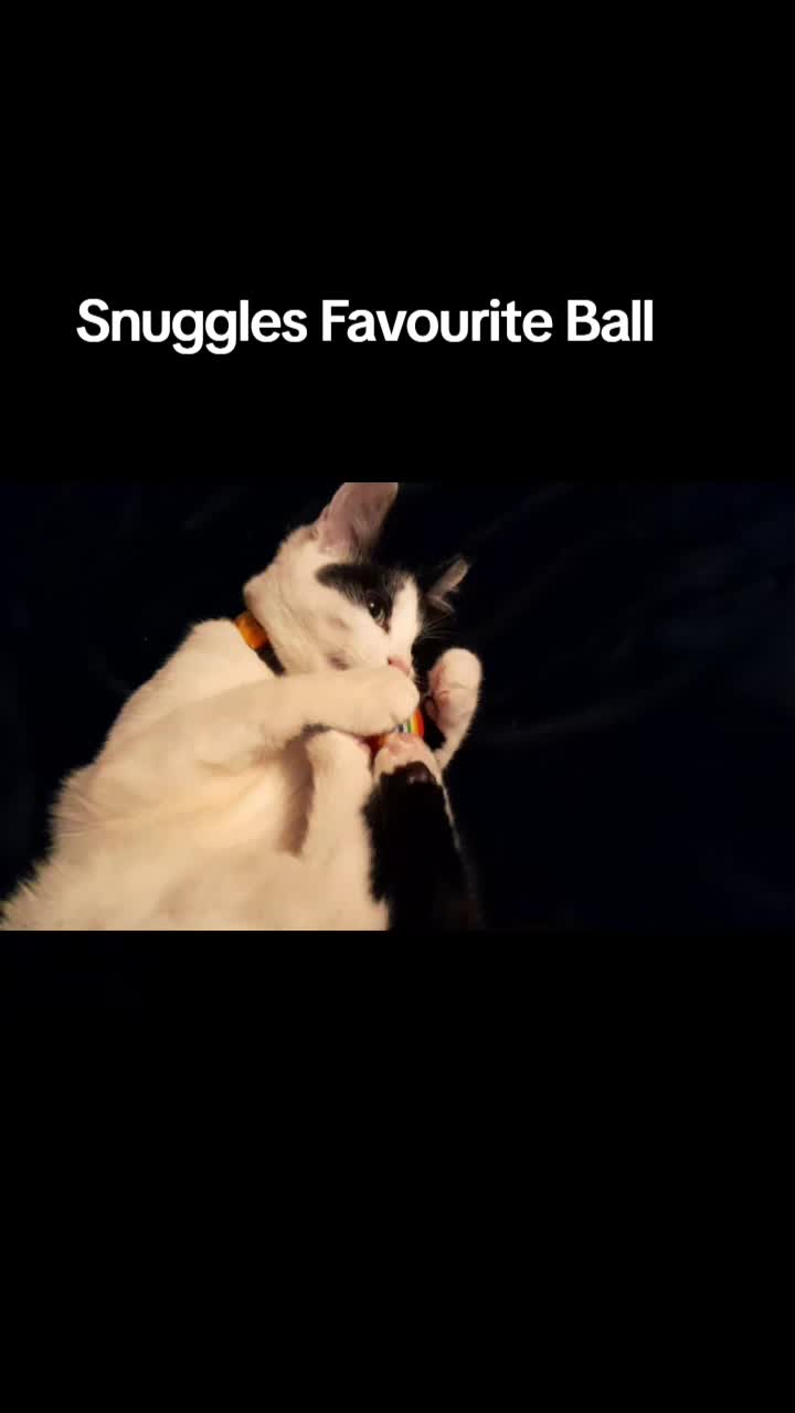 @Snuggles The Cat