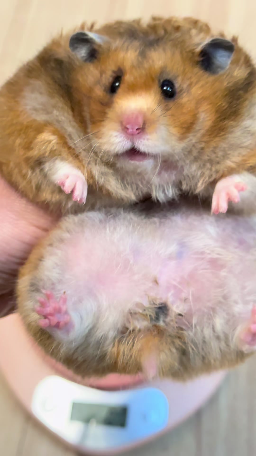 @Itsara Hamster