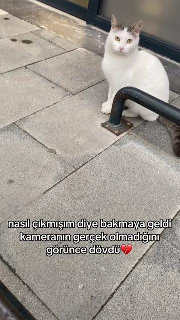 @eda ✩₊˚.⋆☾𓃠☽⋆⁺₊✧