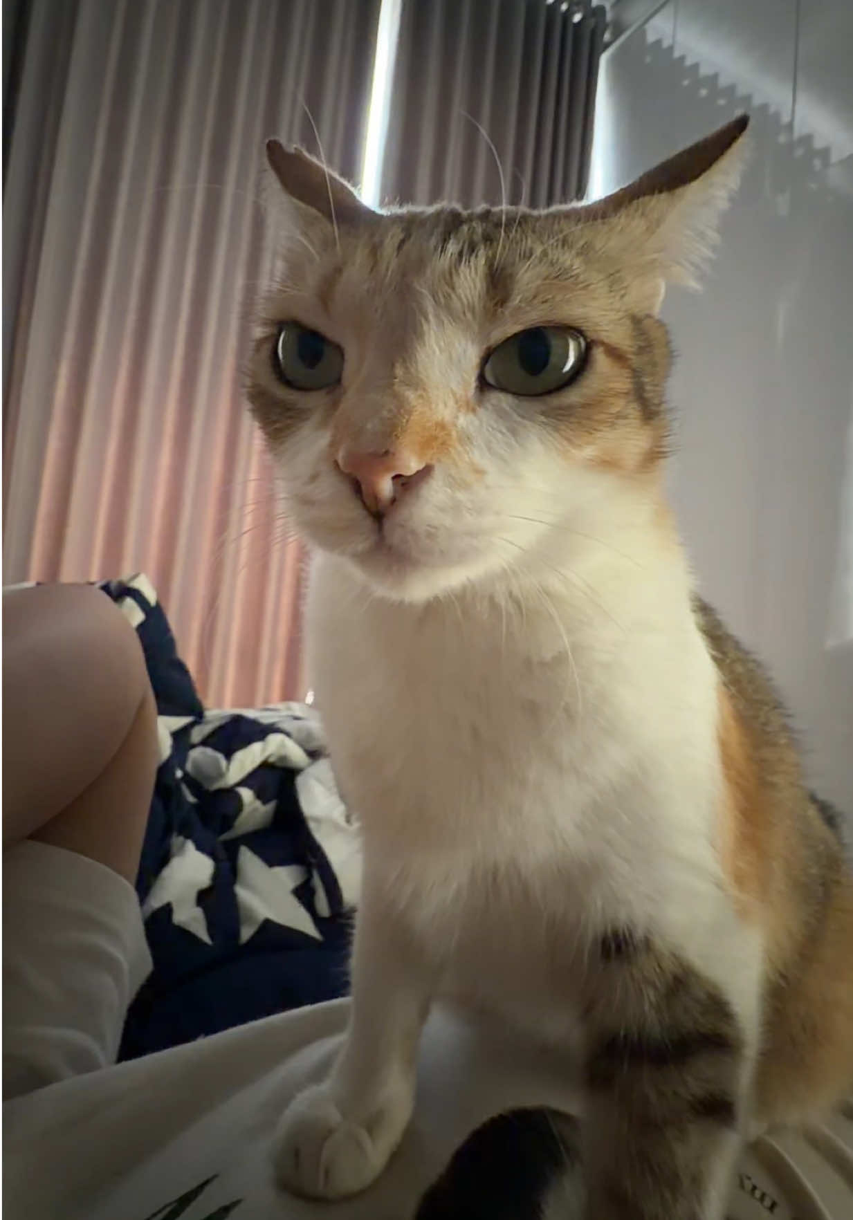 @Rapalguna | bapakkucing 🐱