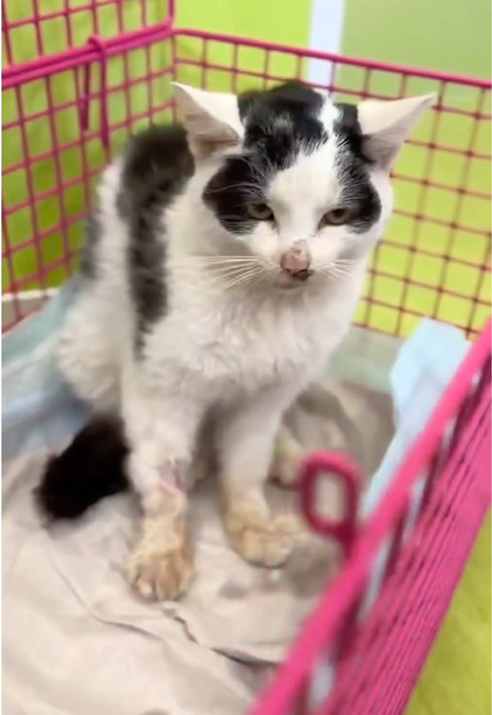 @aria_cats_rescue
