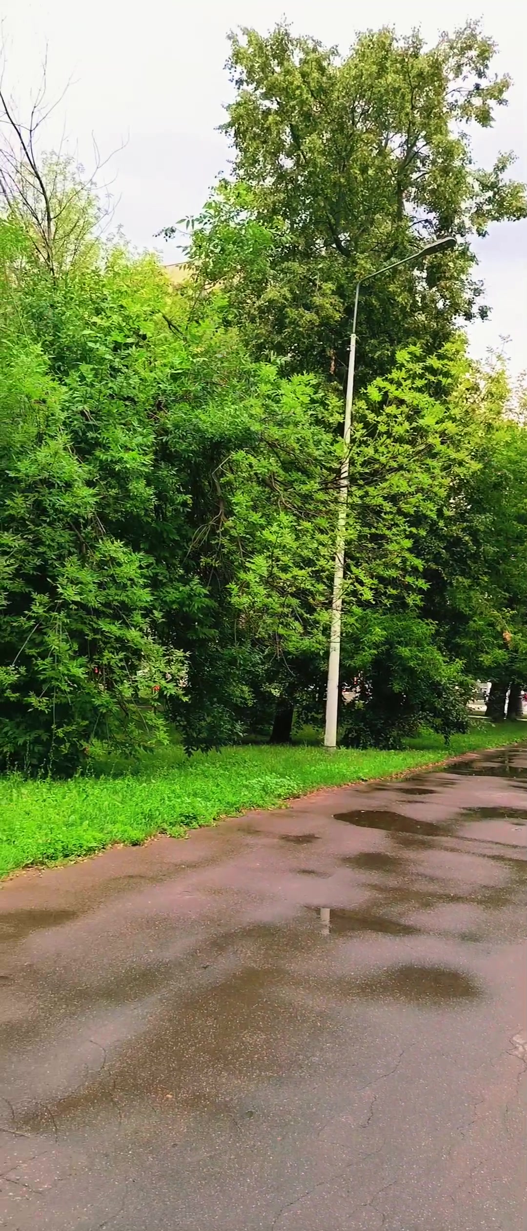 @memmedov