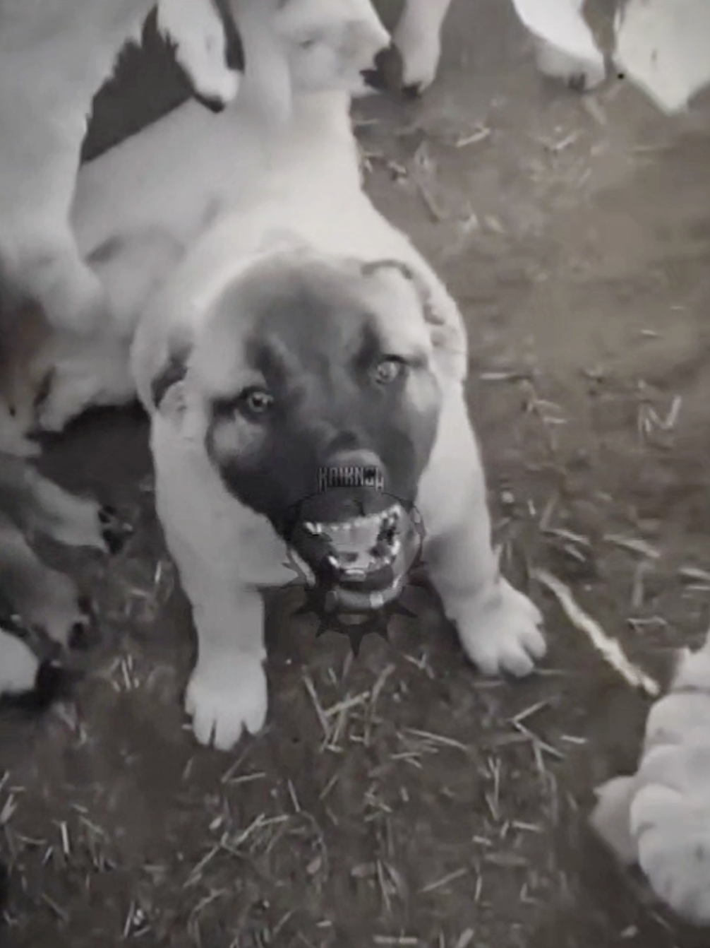 @𝗞𝗔𝗜𝗞𝗔𝗡𝗚𝗔𝗟