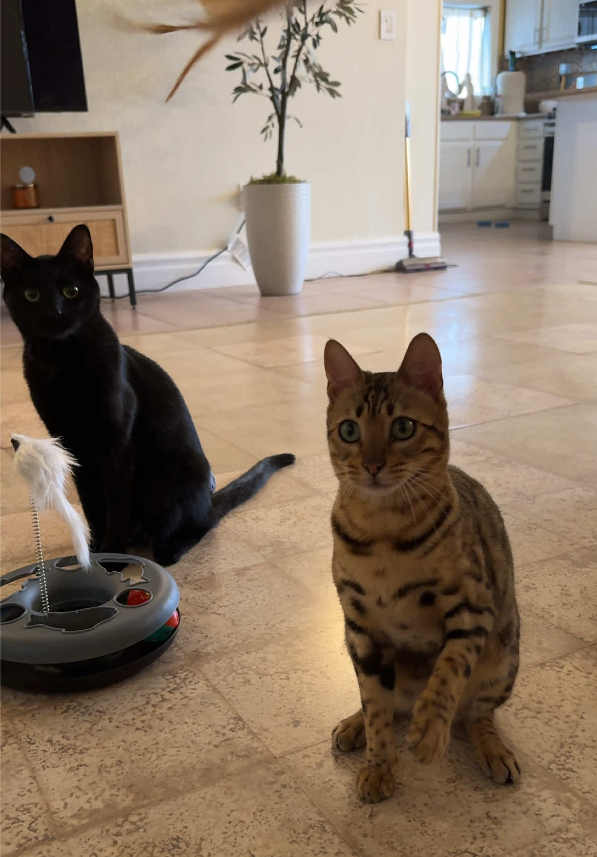 @Obi & Daisy The Bengals 🐆🐾
