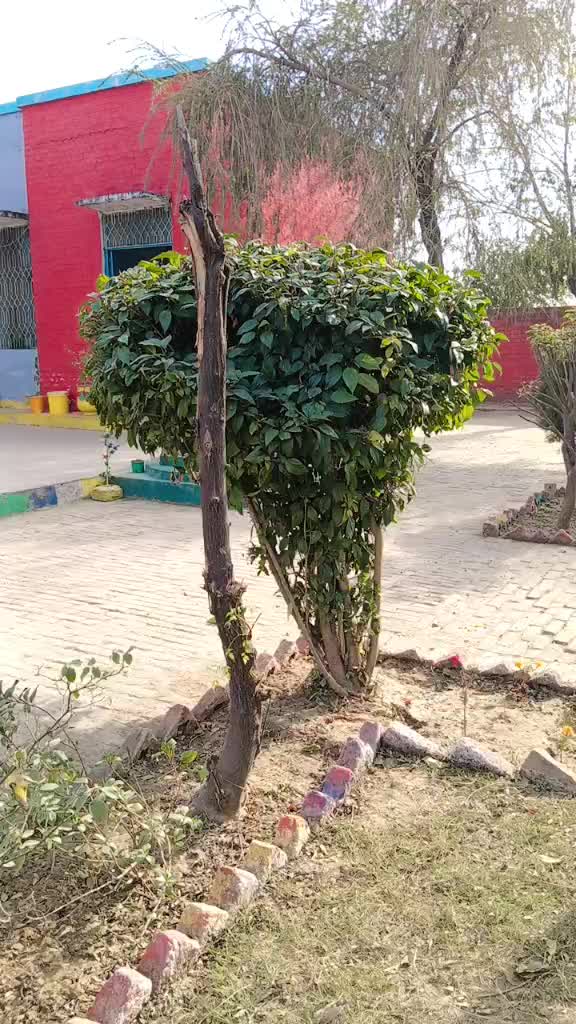@Tahira bano &hearts;️
