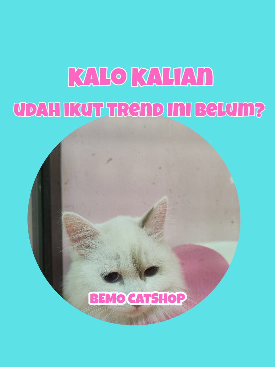@Bemo Catshop