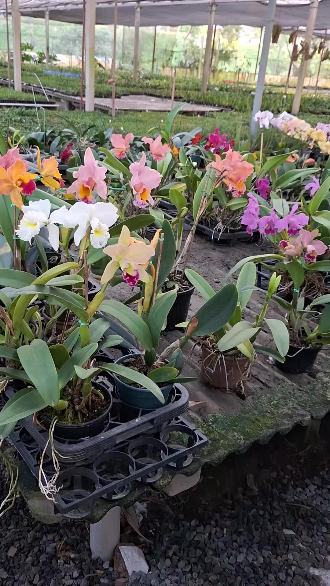 @Orquidário Fernando